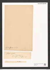 Nitzschia angularis var. affinis Grun. (de-Toni-Nr.: Genus 47, Species 2086) Zeichnungen Sammlung Grunow (NHMW-BOT-W0372014)